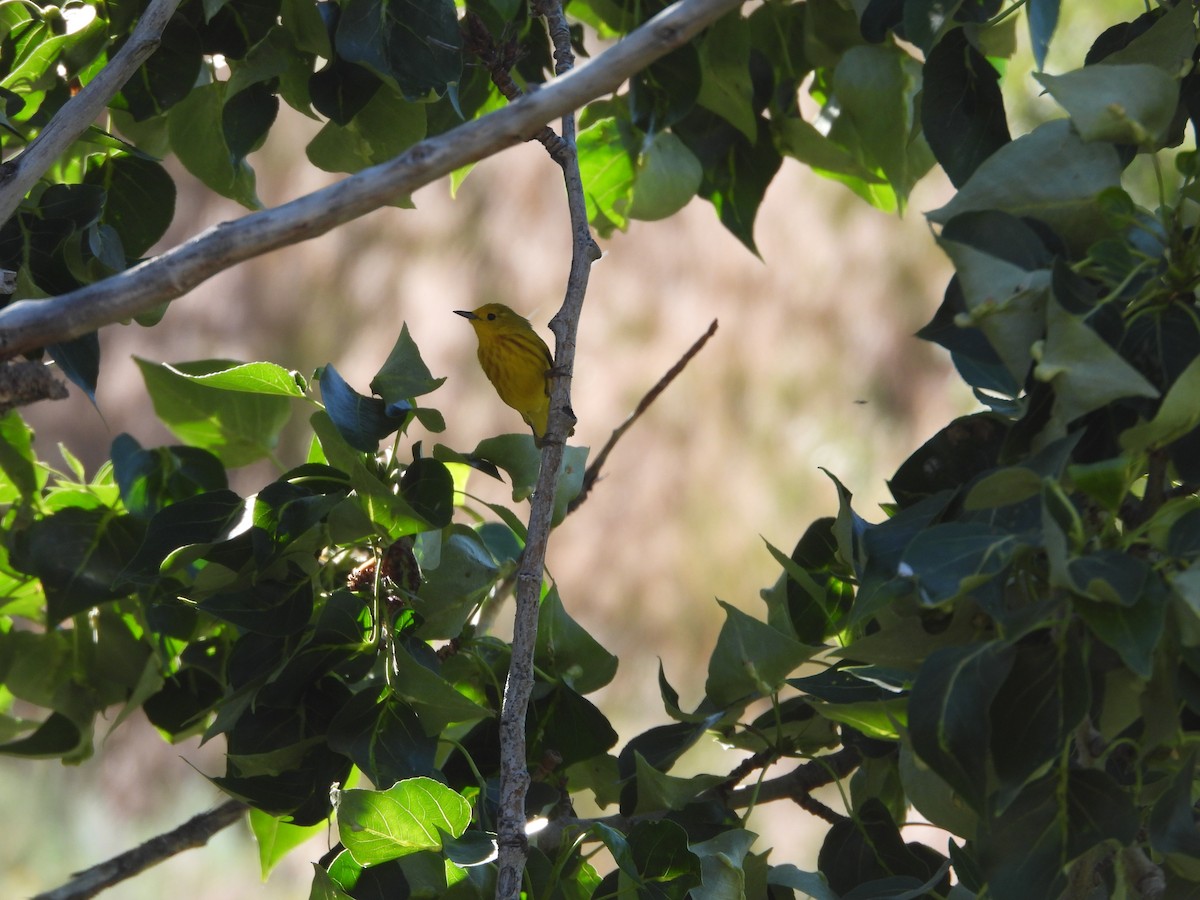 Yellow Warbler - ML620773718