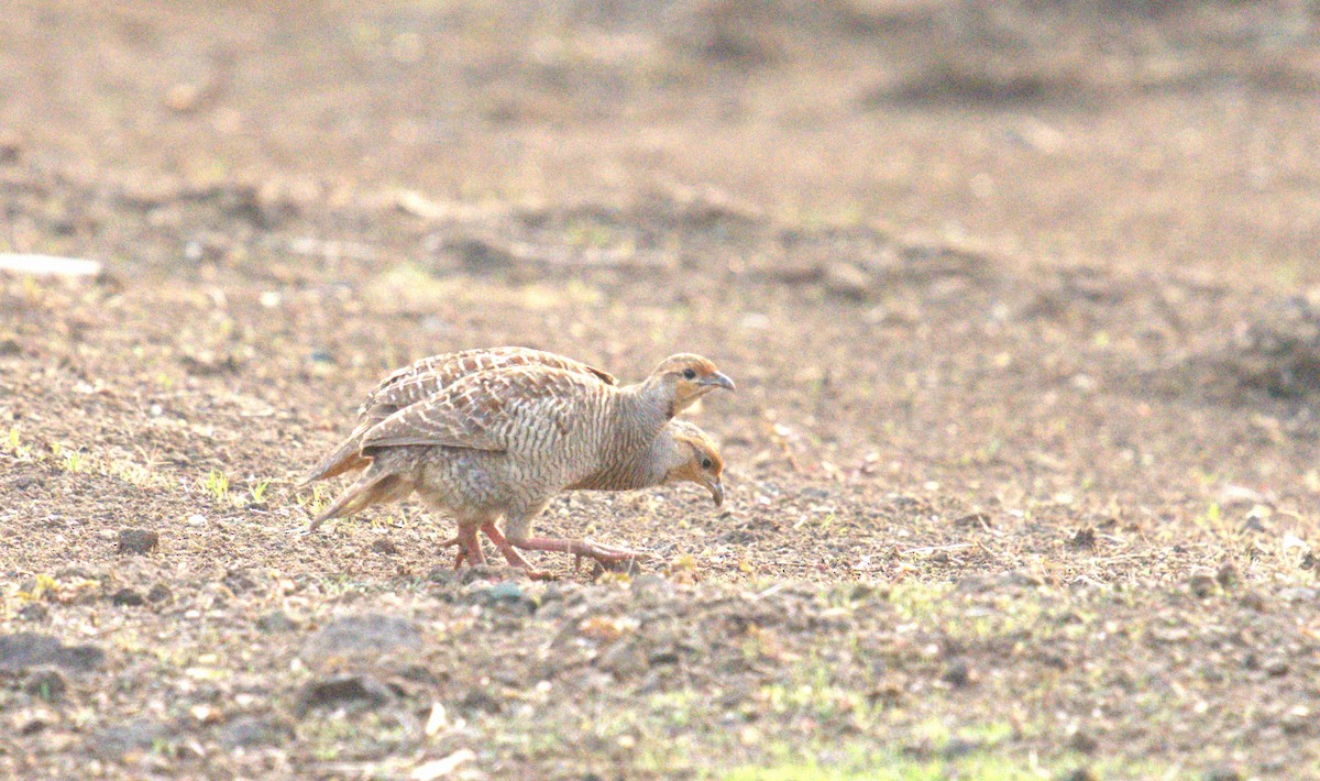 Gray Francolin - ML620773720