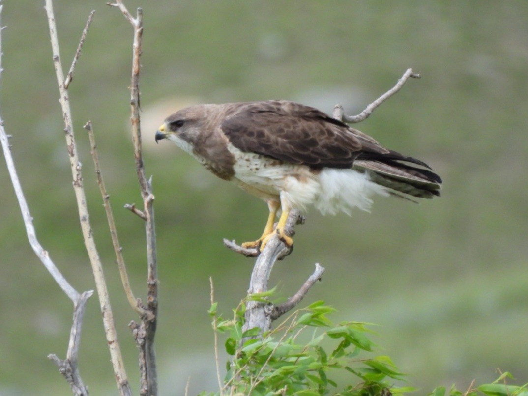 Swainson's Hawk - ML620773736