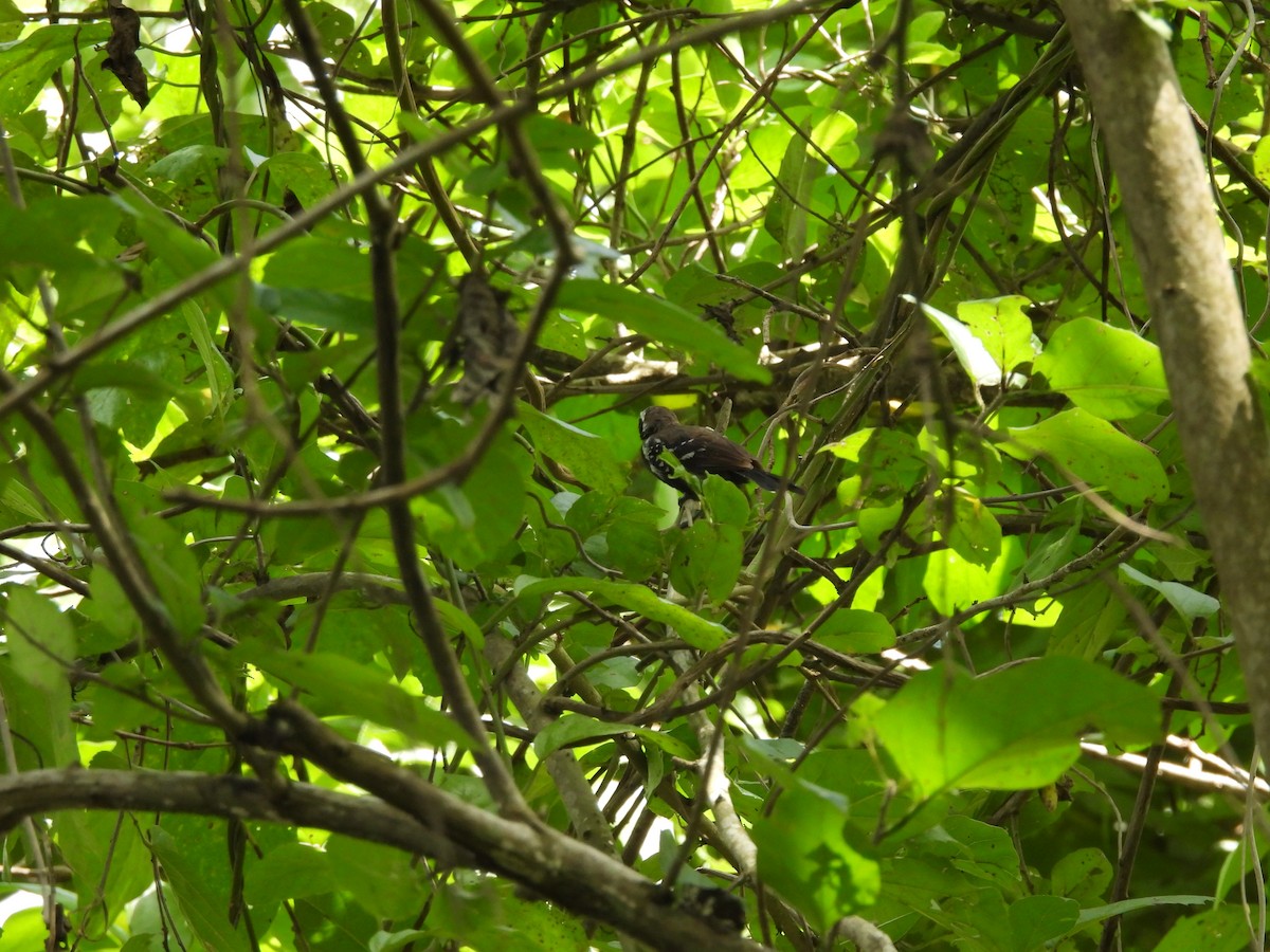 Northern White-fringed Antwren - ML620773737