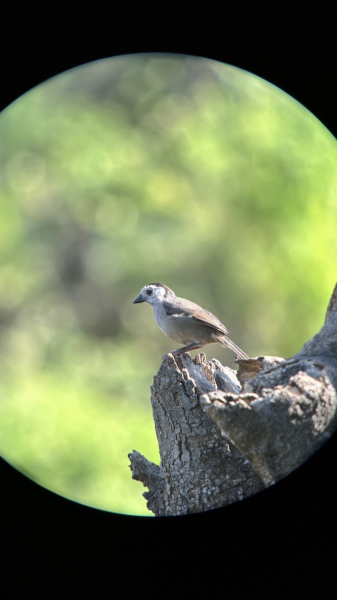 Atlapetes Cabeciblanco - ML620773738