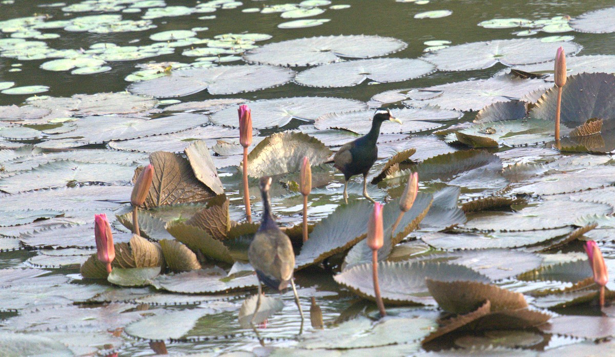 Bronze-winged Jacana - ML620773739