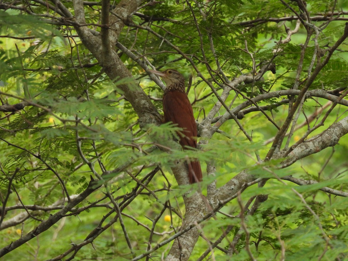 Straight-billed Woodcreeper - ML620773744