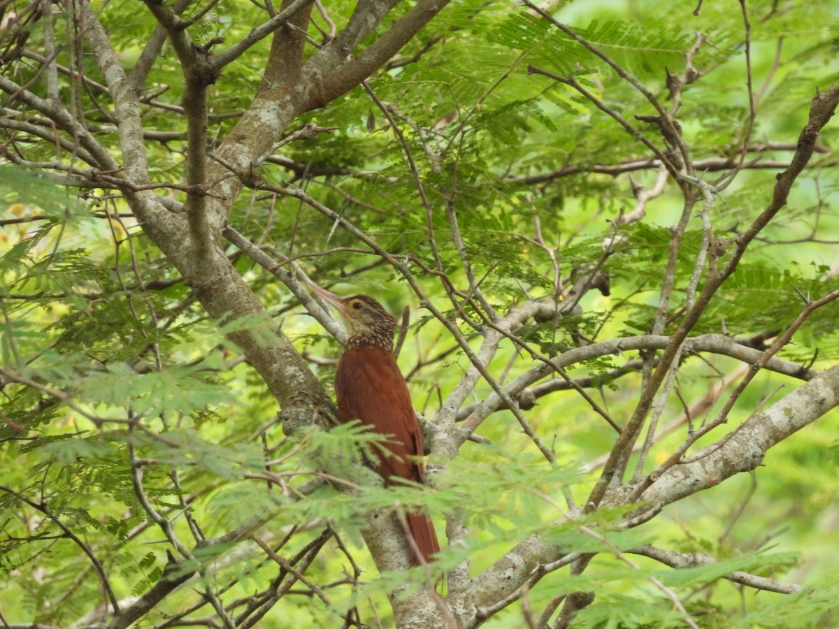 Straight-billed Woodcreeper - ML620773745