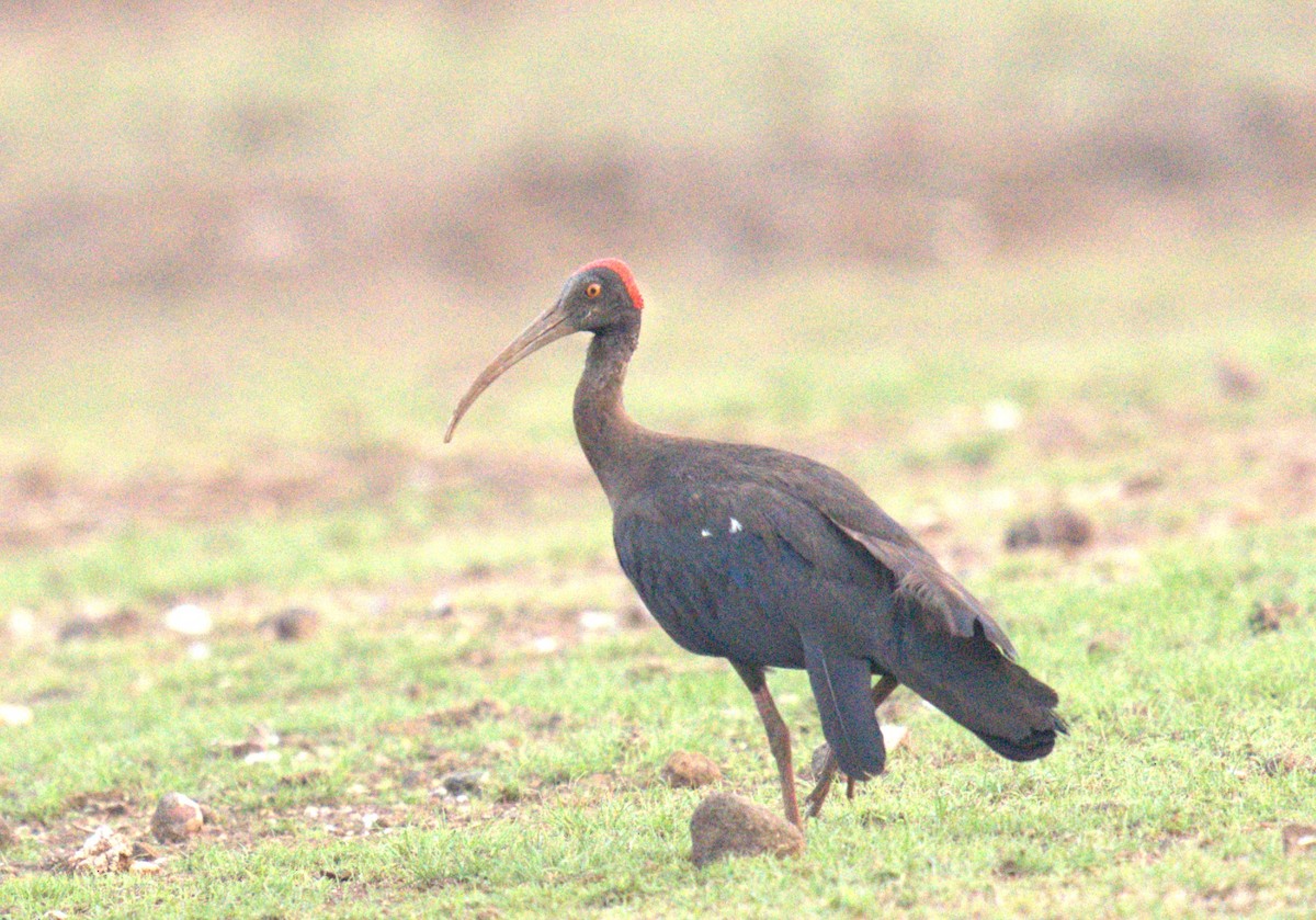 Red-naped Ibis - ML620773746