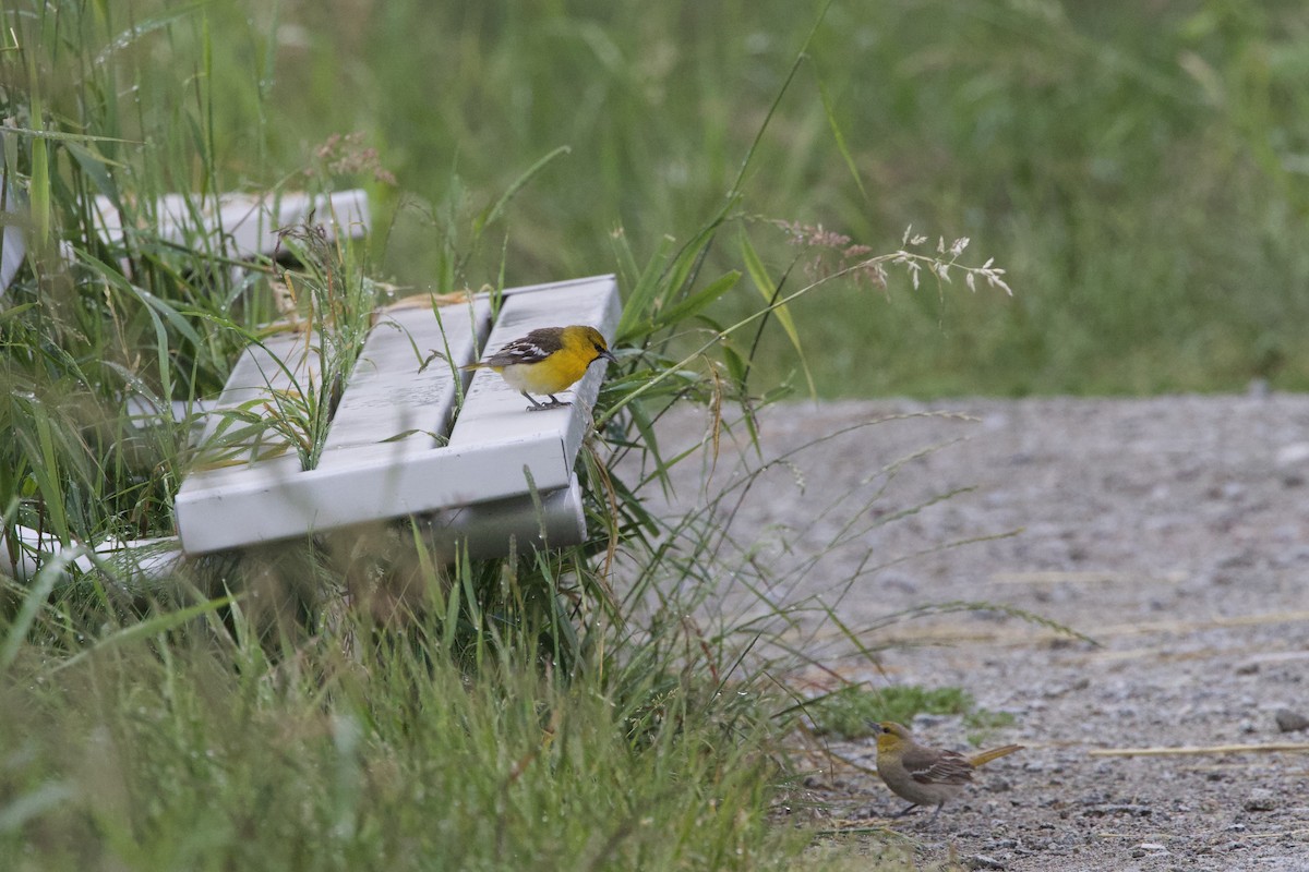 Bullock's Oriole - ML620773757