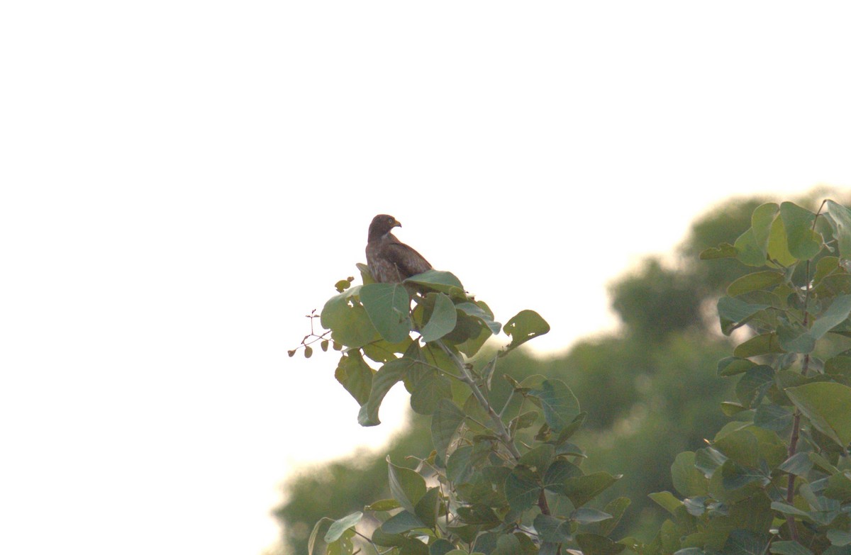 Busautour aux yeux blancs - ML620773761