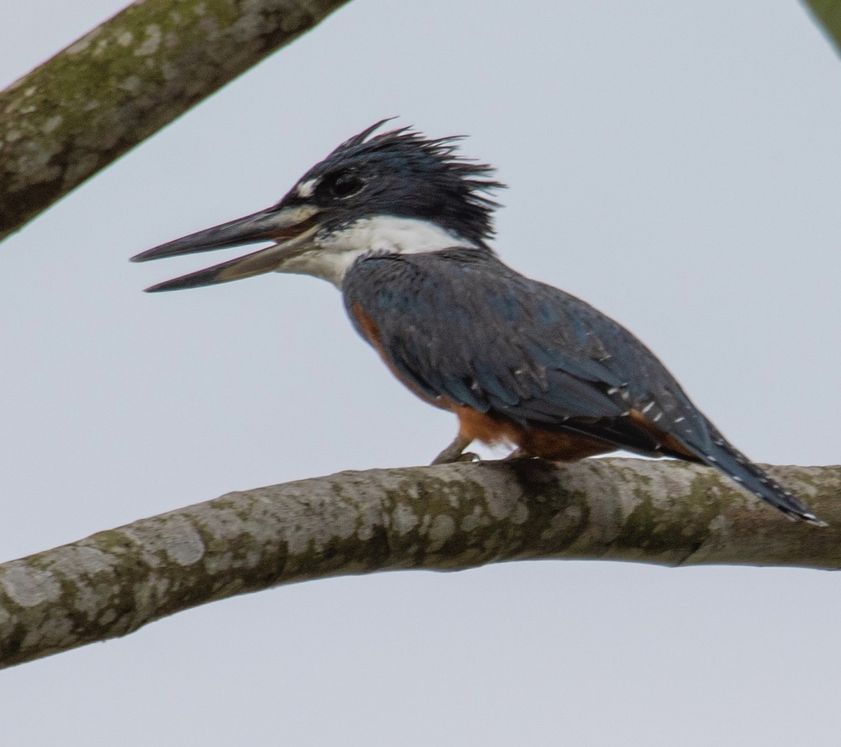 Ringed Kingfisher - ML620773764