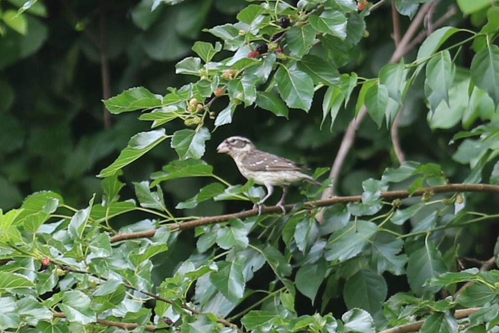 Rose-breasted Grosbeak - ML620773765