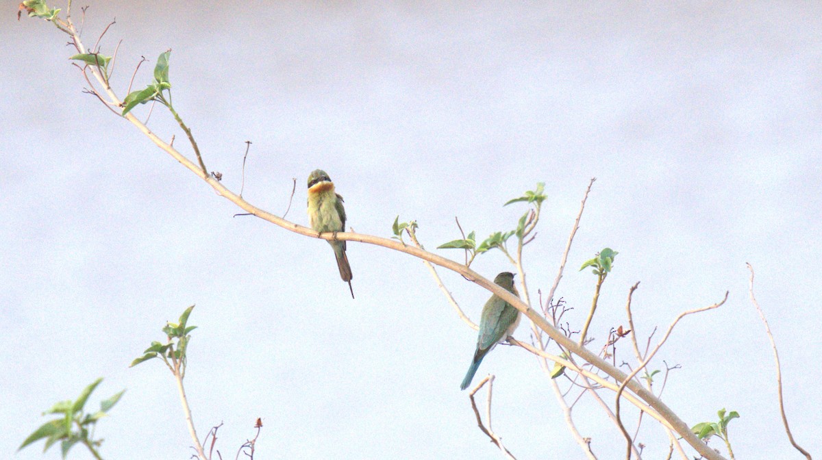 Blue-tailed Bee-eater - ML620773784