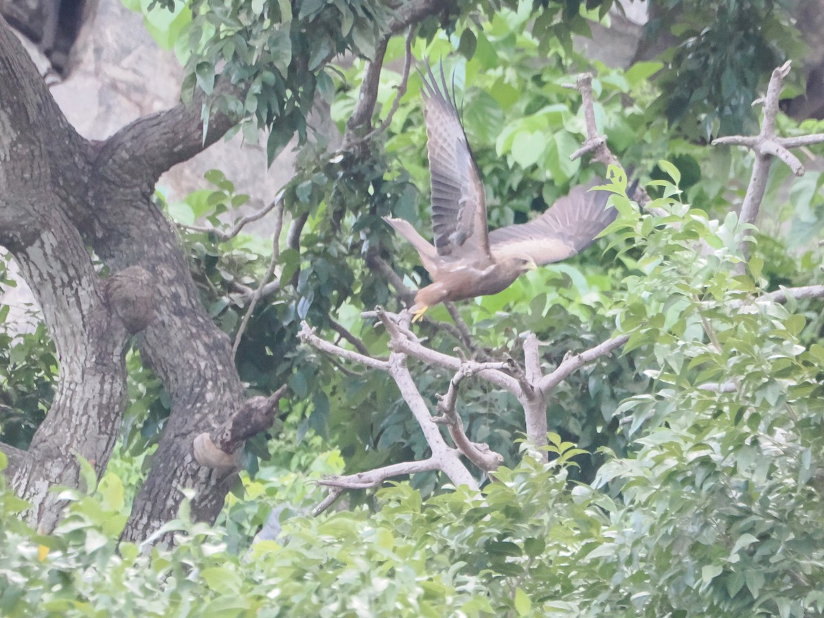 Black Kite - ML620773785