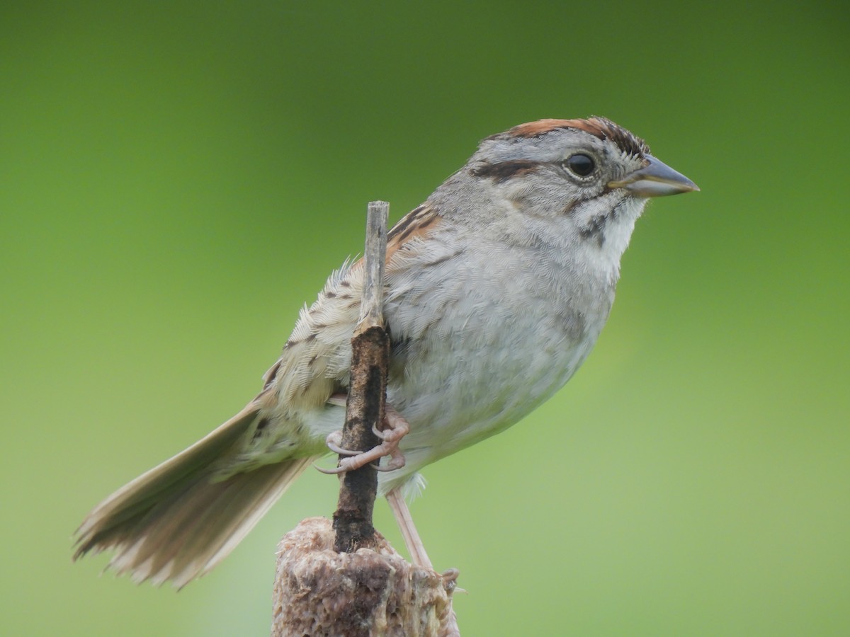 Swamp Sparrow - ML620773787