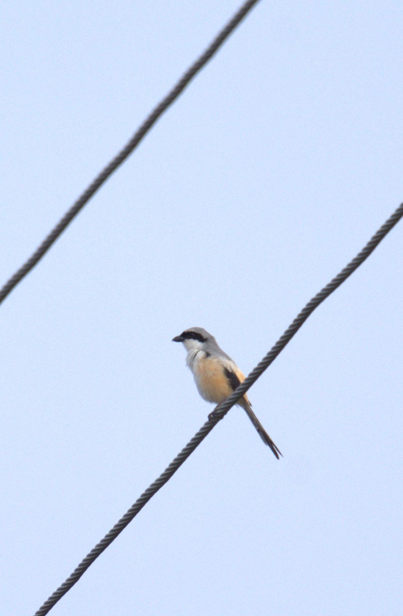 Long-tailed Shrike - ML620773788