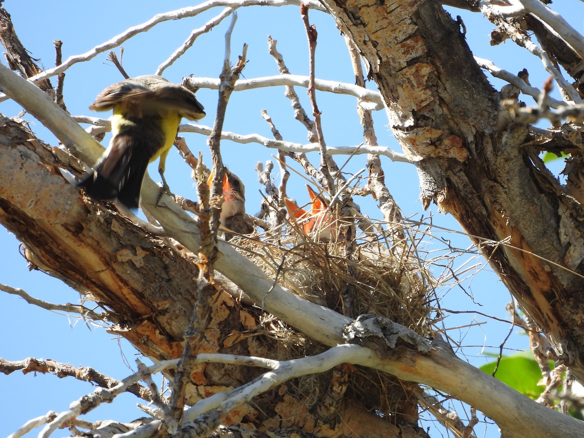 Western Kingbird - ML620773791