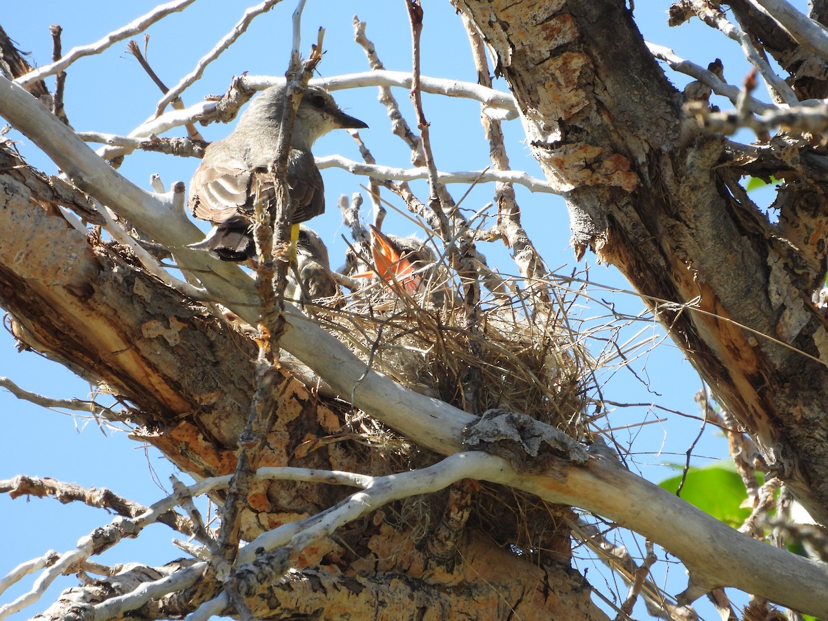 Western Kingbird - ML620773792