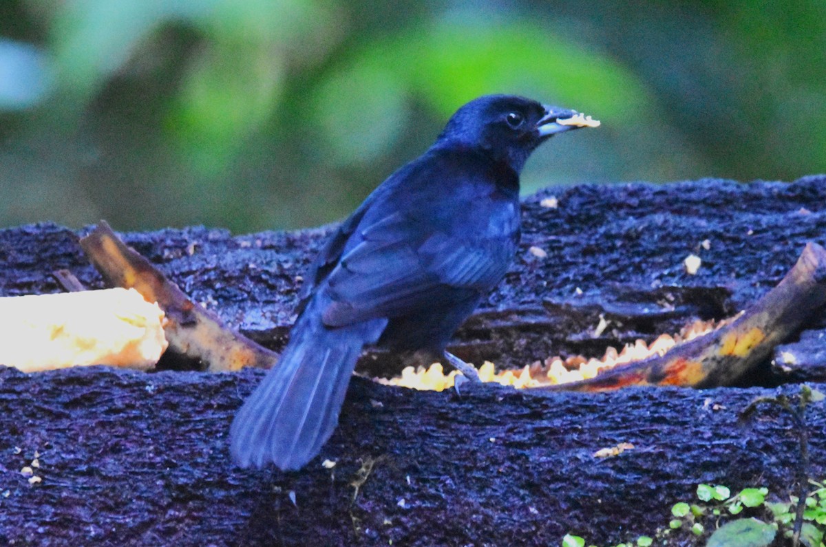 White-lined Tanager - ML620773796