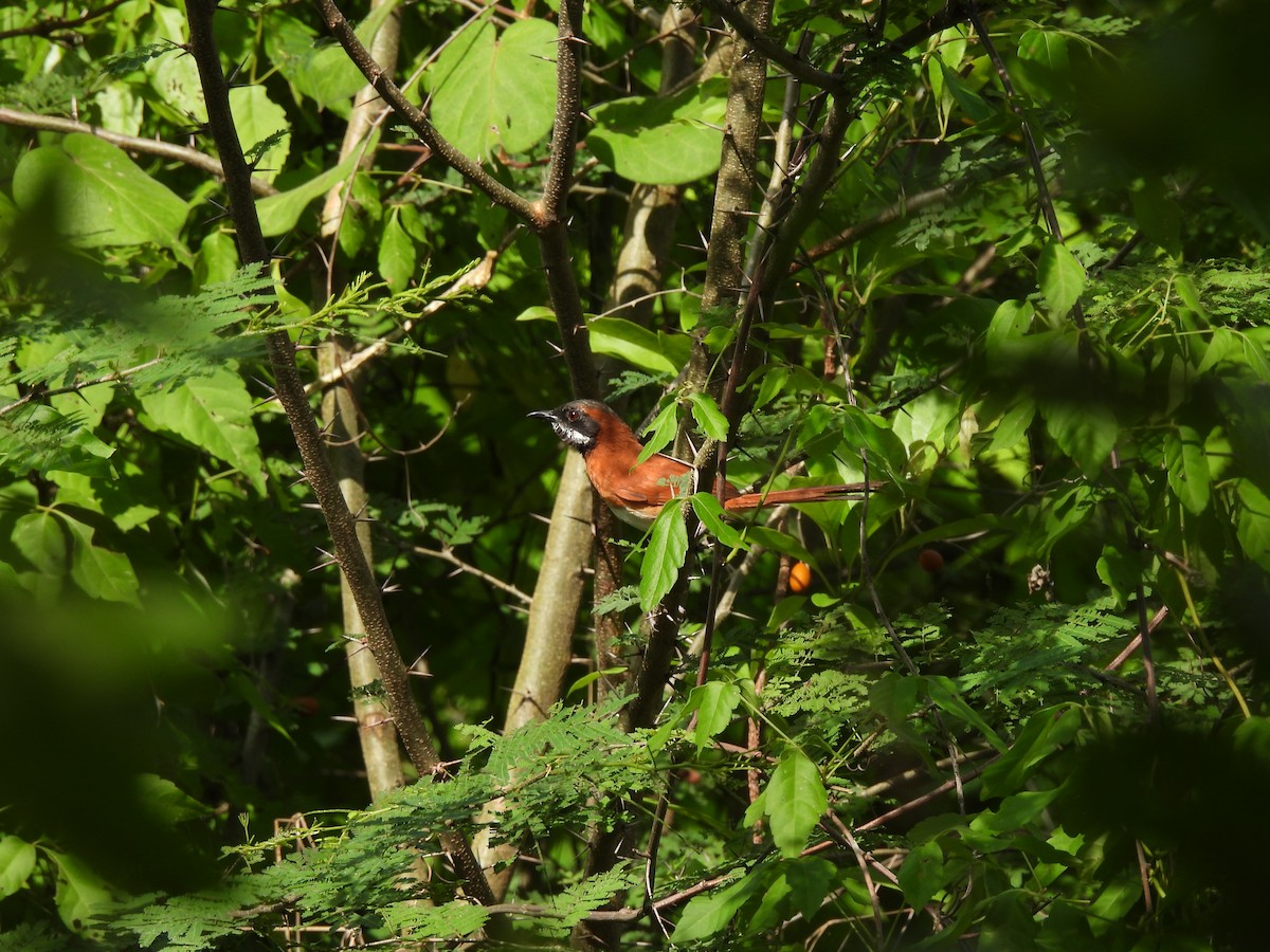 White-whiskered Spinetail - ML620773797