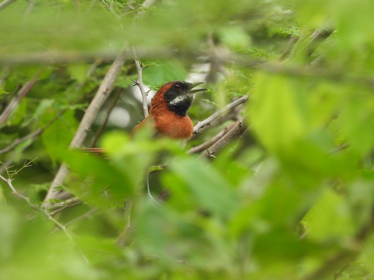 White-whiskered Spinetail - ML620773798