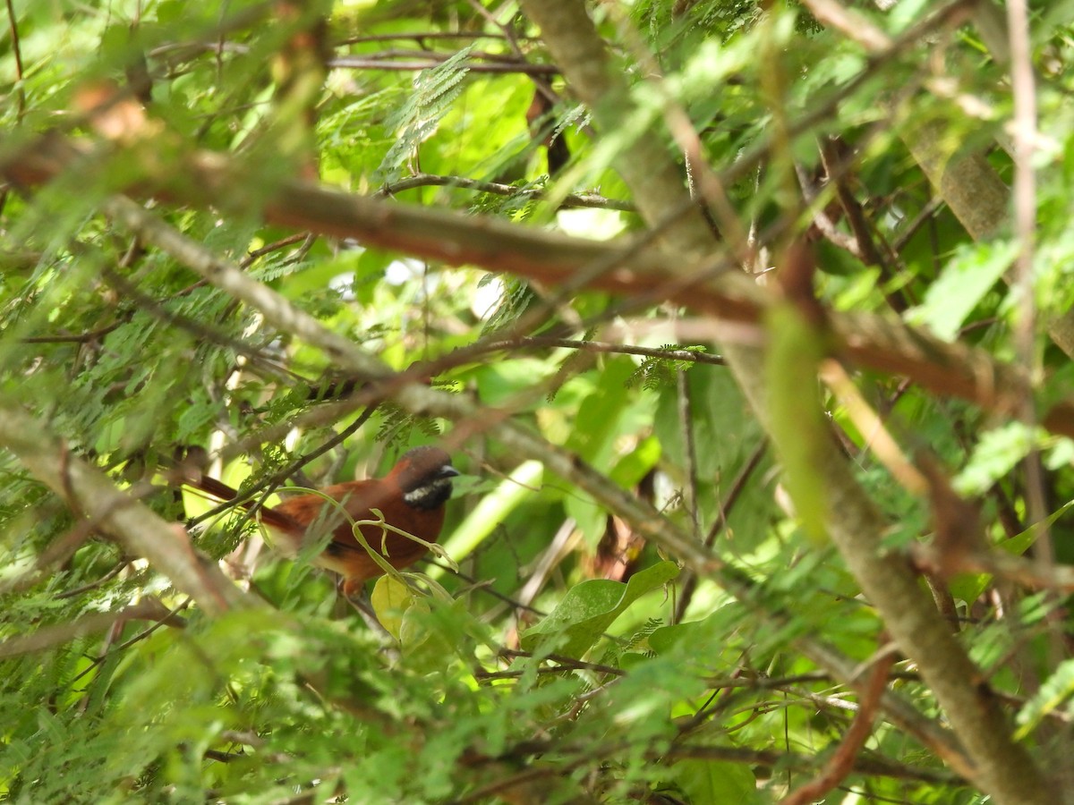 White-whiskered Spinetail - ML620773799