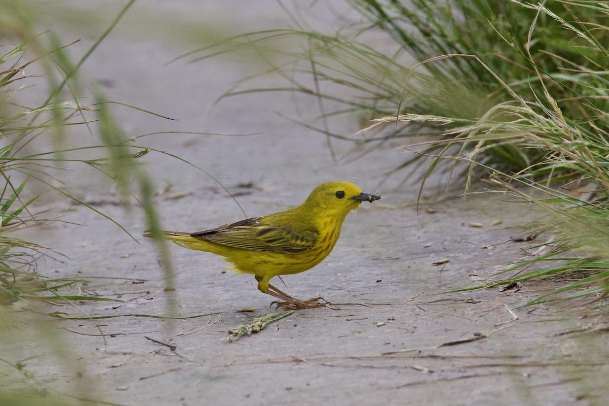 Yellow Warbler - Mari Petznek