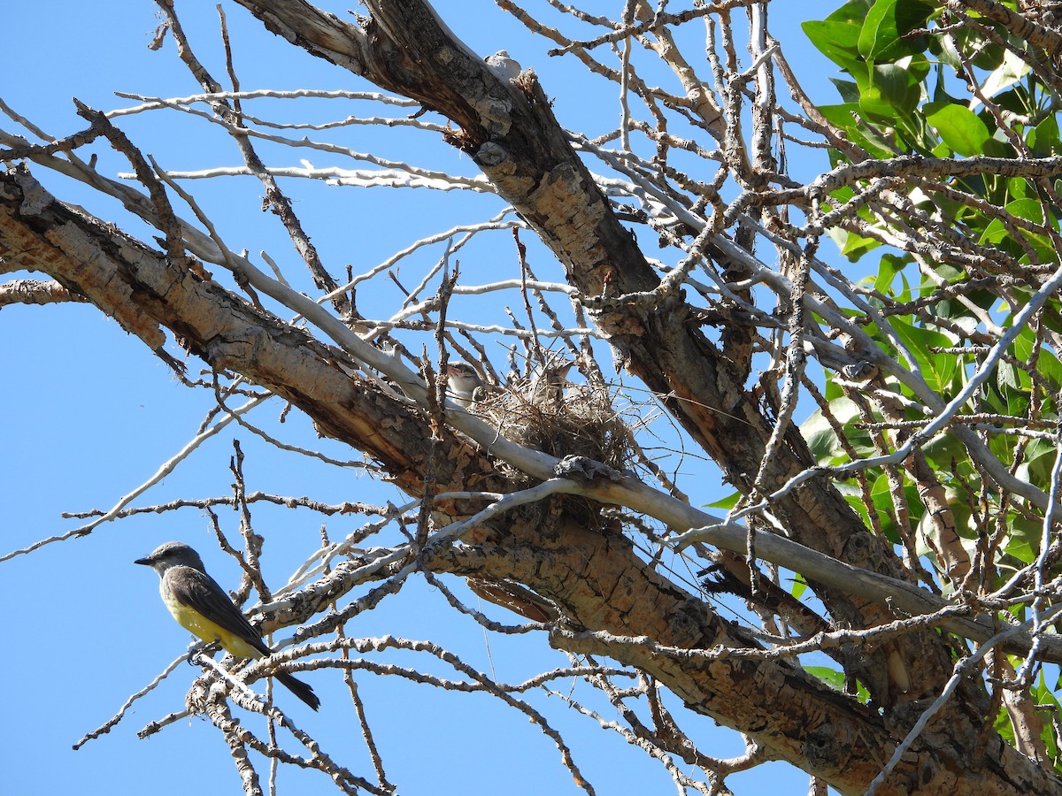 Western Kingbird - ML620773803