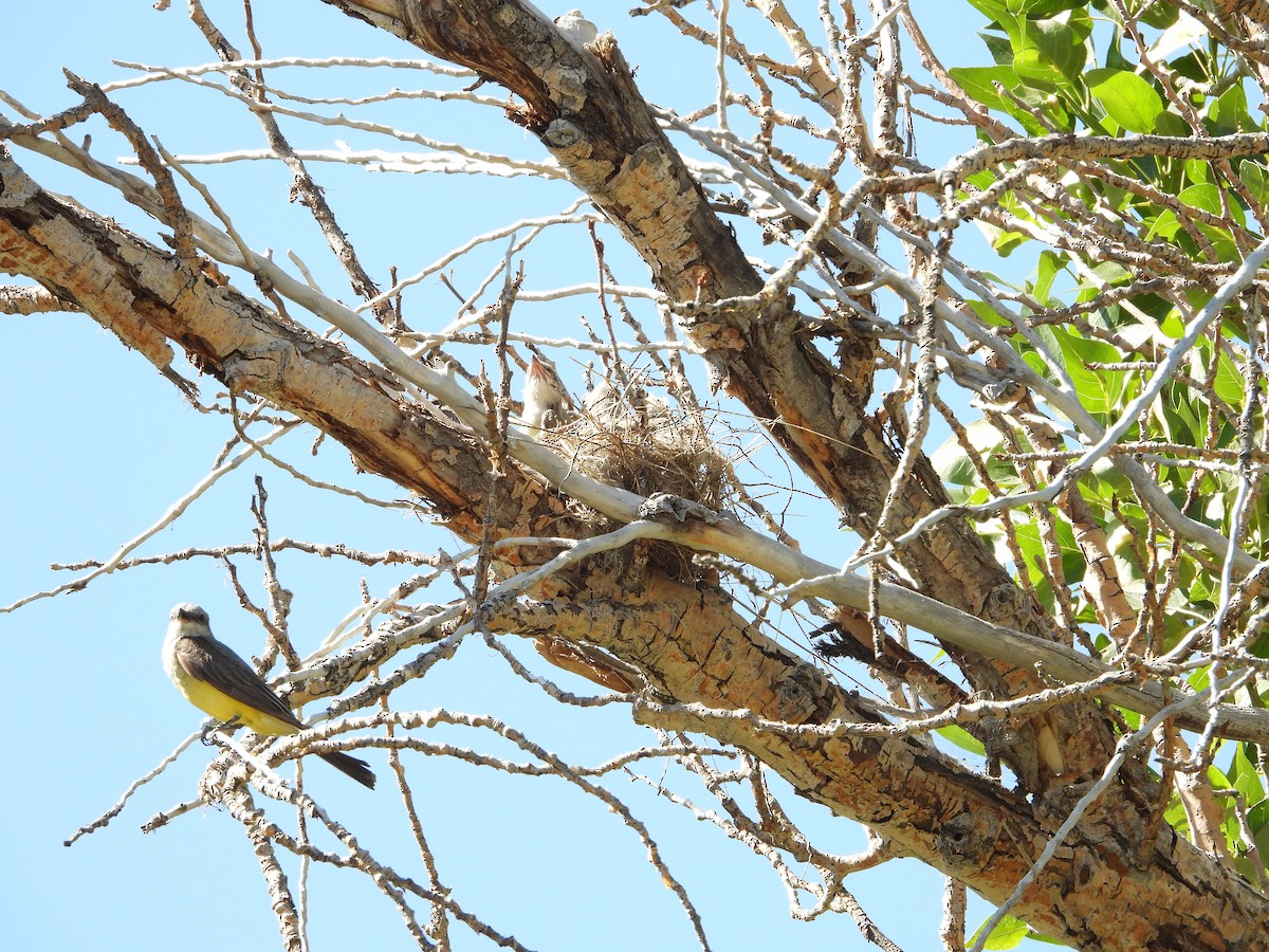 Western Kingbird - ML620773804