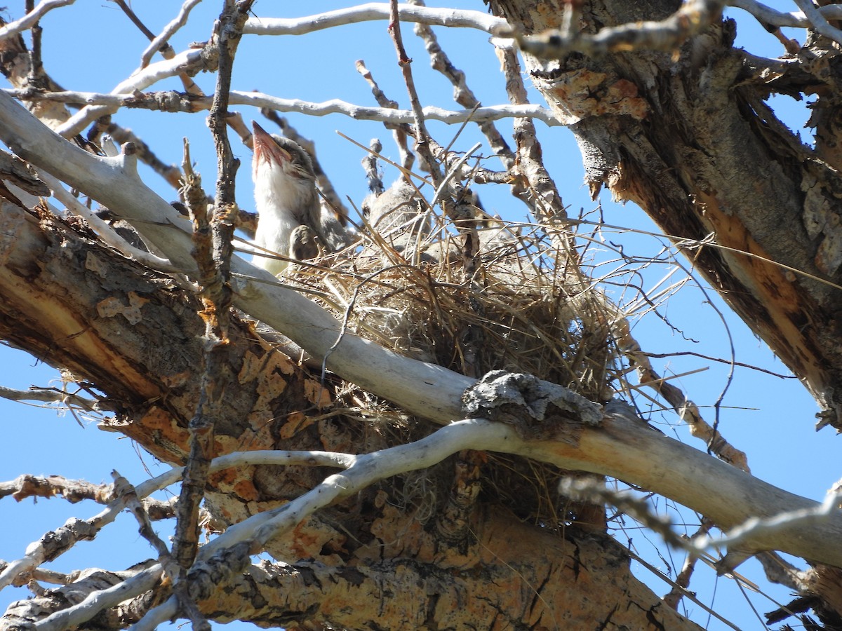 Western Kingbird - ML620773805