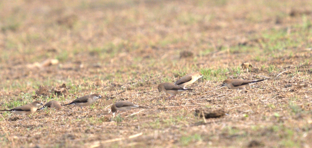 Indian Silverbill - ML620773809