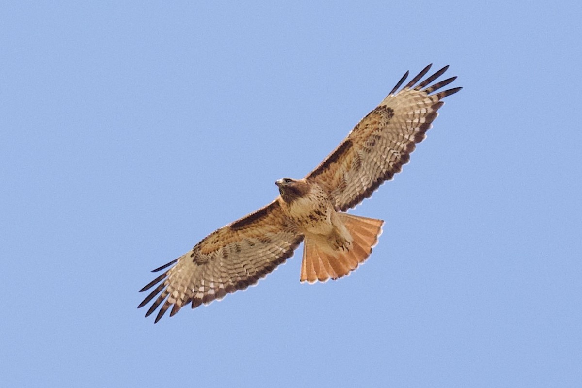 Red-tailed Hawk - ML620773820