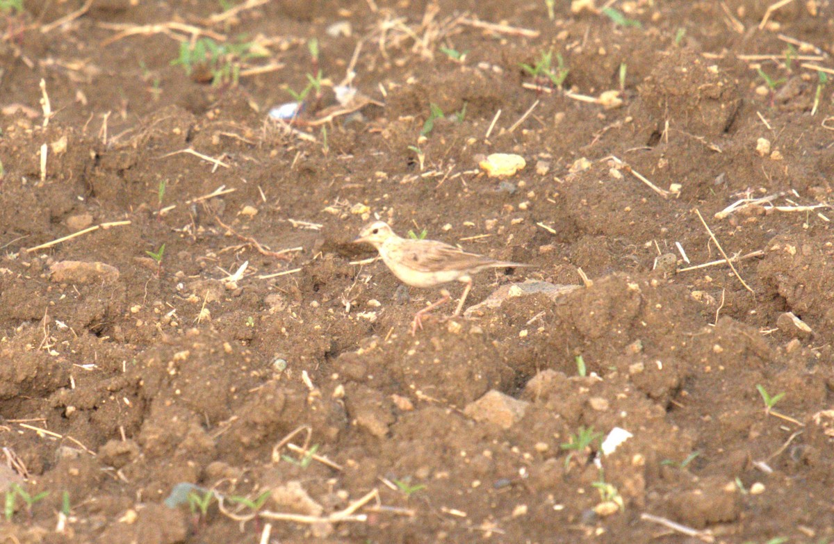 Paddyfield Pipit - ML620773836