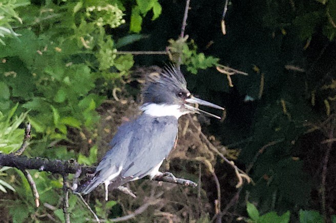 Belted Kingfisher - ML620773841
