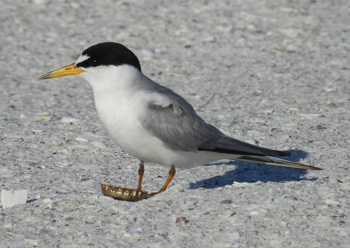 Least Tern - ML620773844