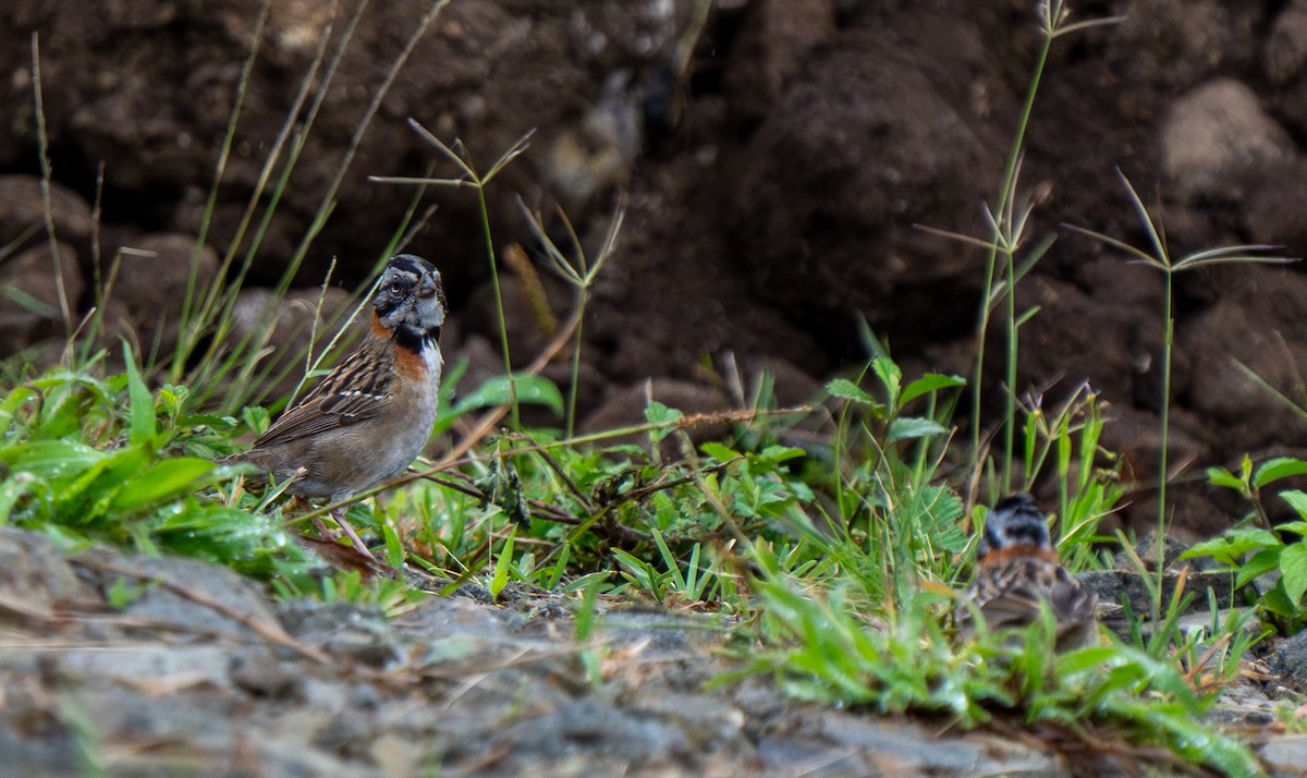Rufous-collared Sparrow - Sabrina Adleson