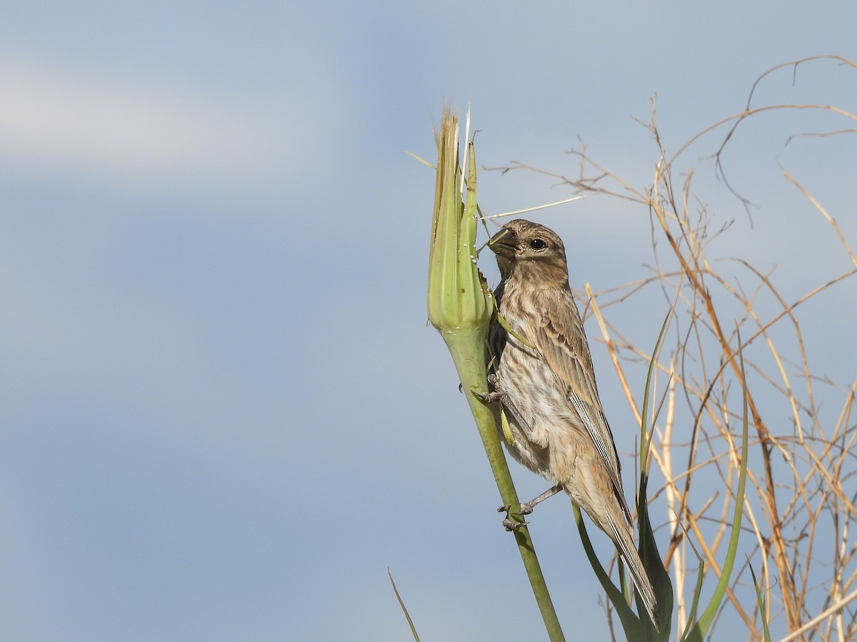 House Finch - ML620773847