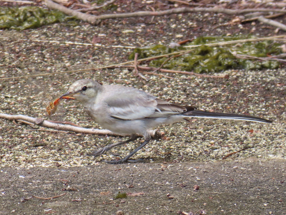 White Wagtail - ML620773848