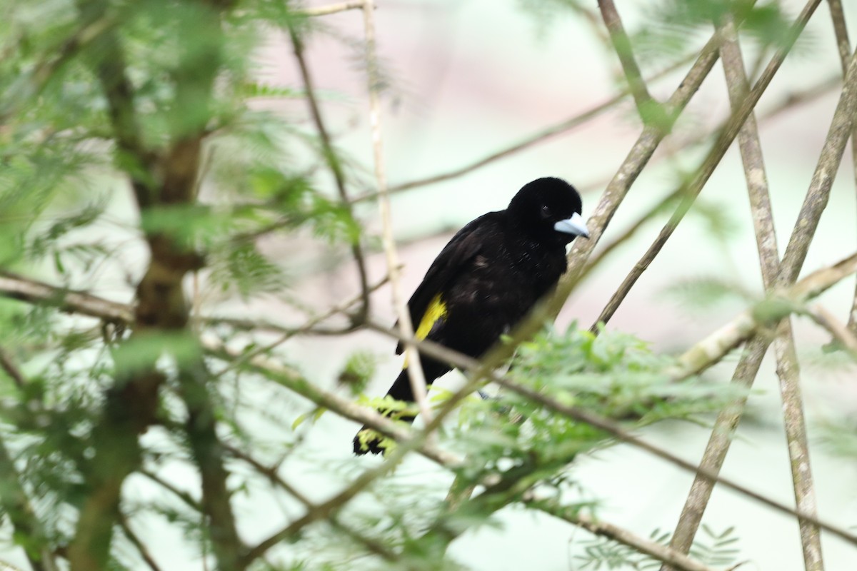 Flame-rumped Tanager - ML620773849