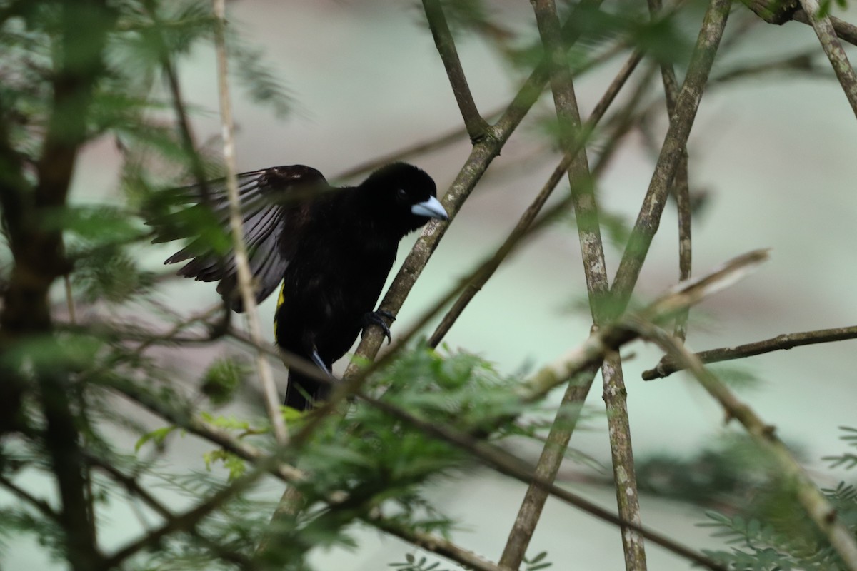 Flame-rumped Tanager - ML620773850