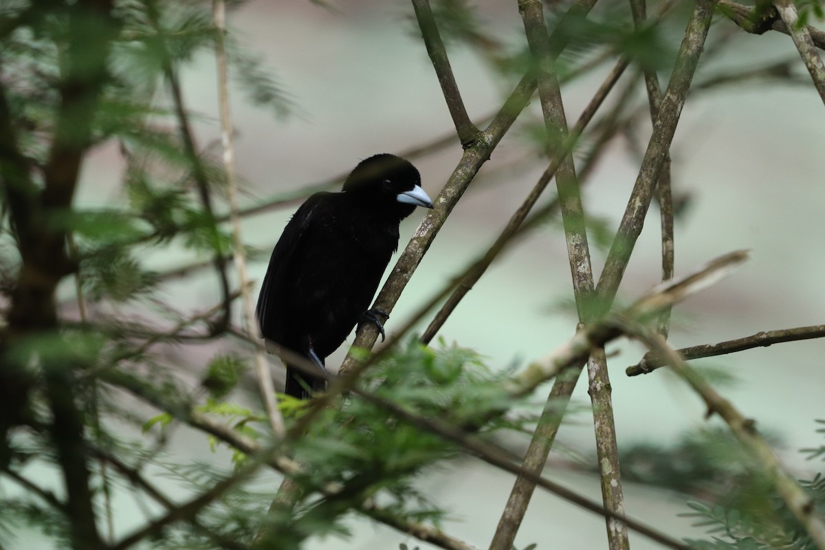 Flame-rumped Tanager - ML620773852