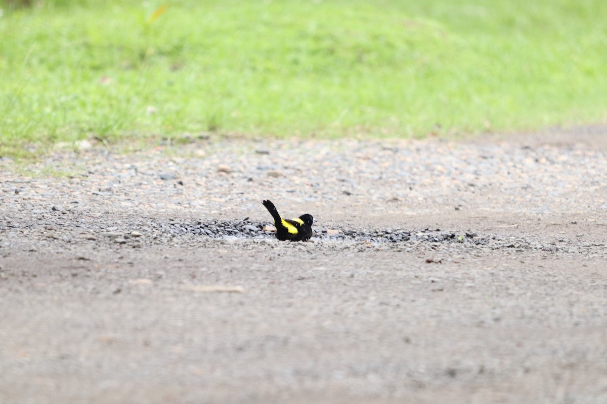 Flame-rumped Tanager - ML620773853