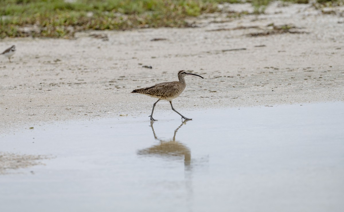 Regenbrachvogel - ML620773854