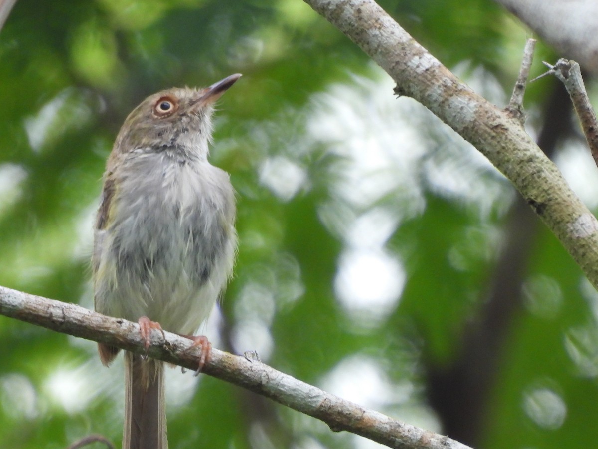 Pale-eyed Pygmy-Tyrant - ML620773856