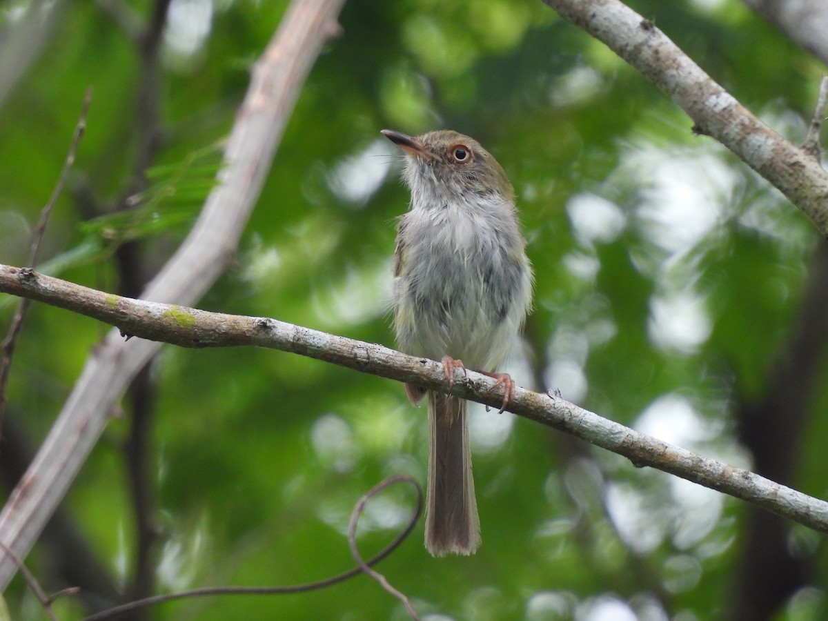 Pale-eyed Pygmy-Tyrant - ML620773857