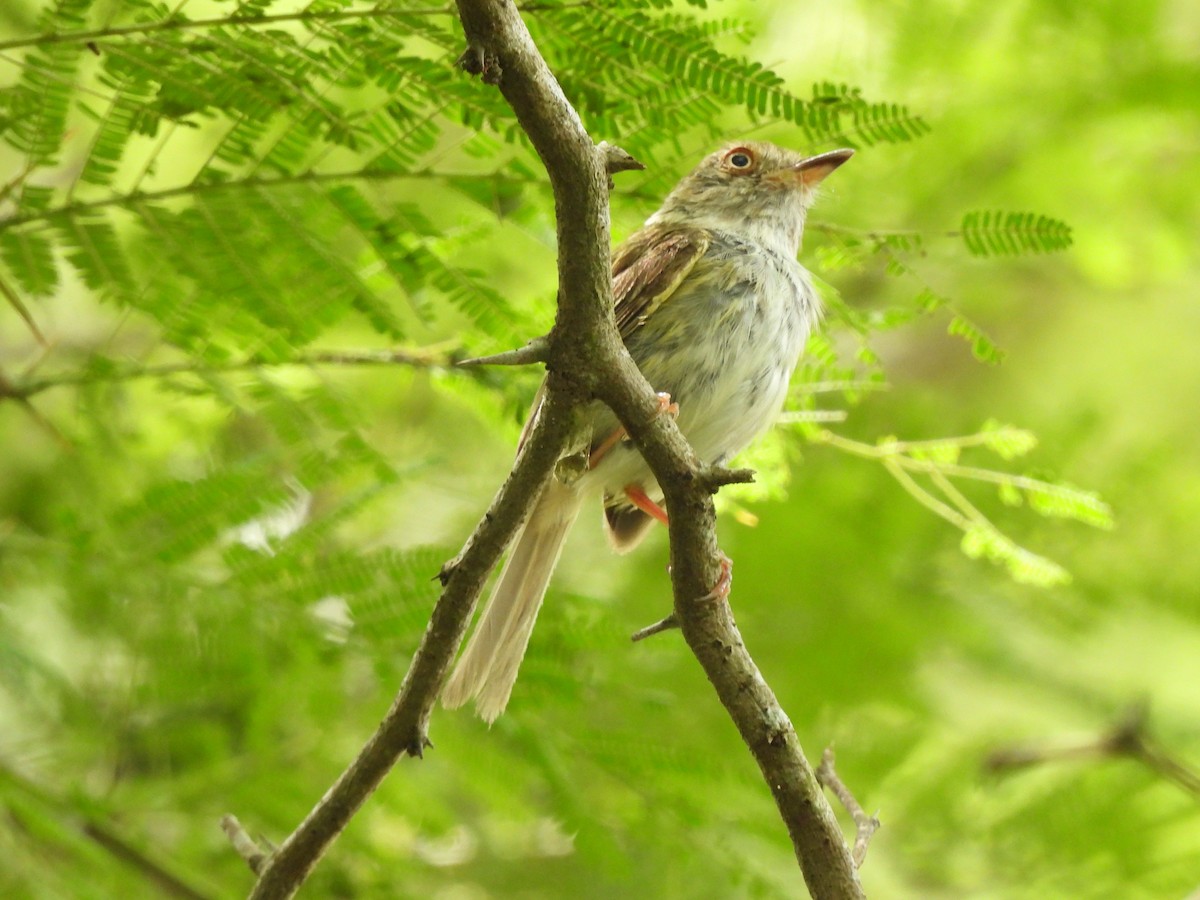 Pale-eyed Pygmy-Tyrant - Leandro Niebles Puello