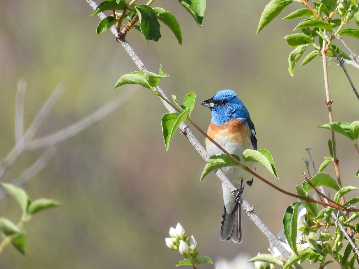 Lazuli Bunting - ML620773868