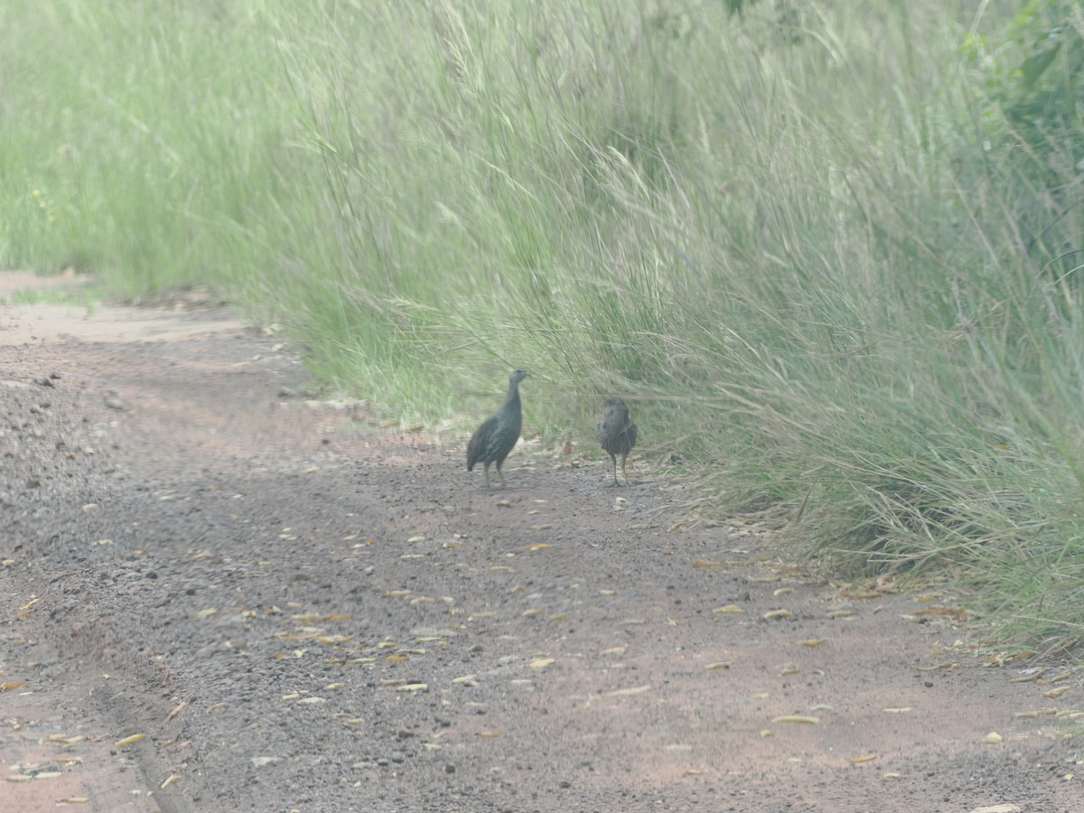 Double-spurred Spurfowl - ML620773877