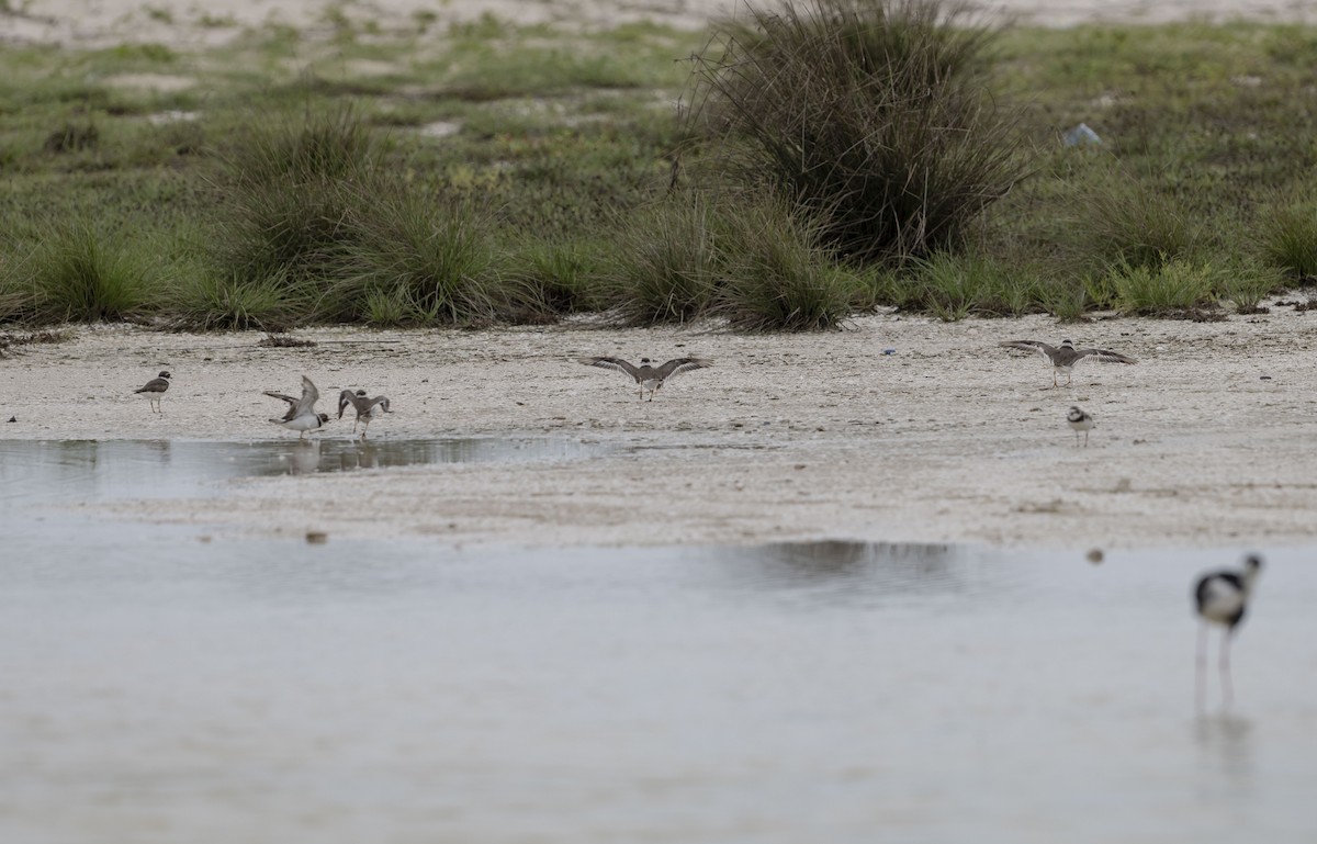 Semipalmated Plover - ML620773897