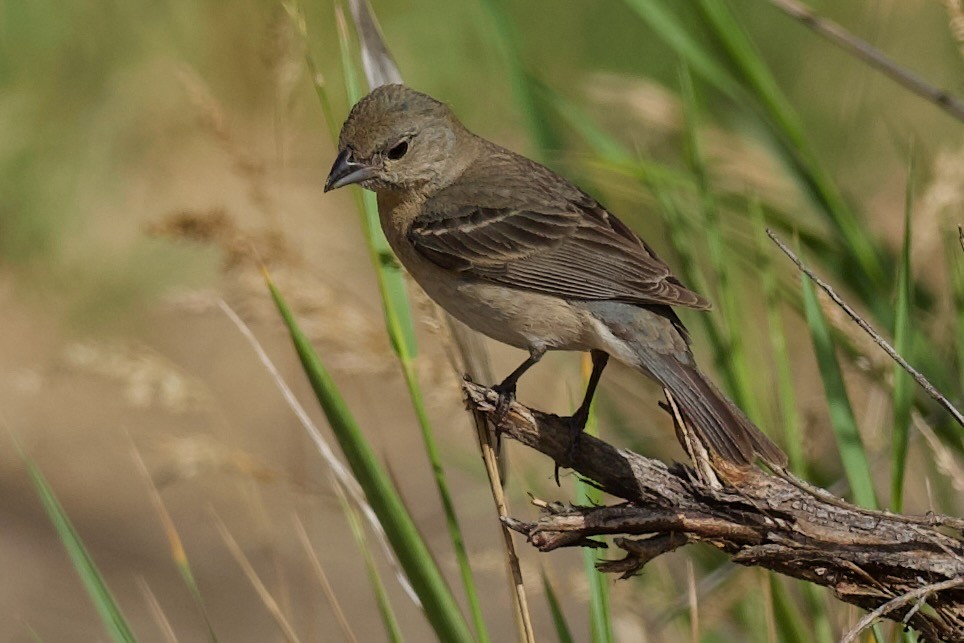 Moineau domestique - ML620773902