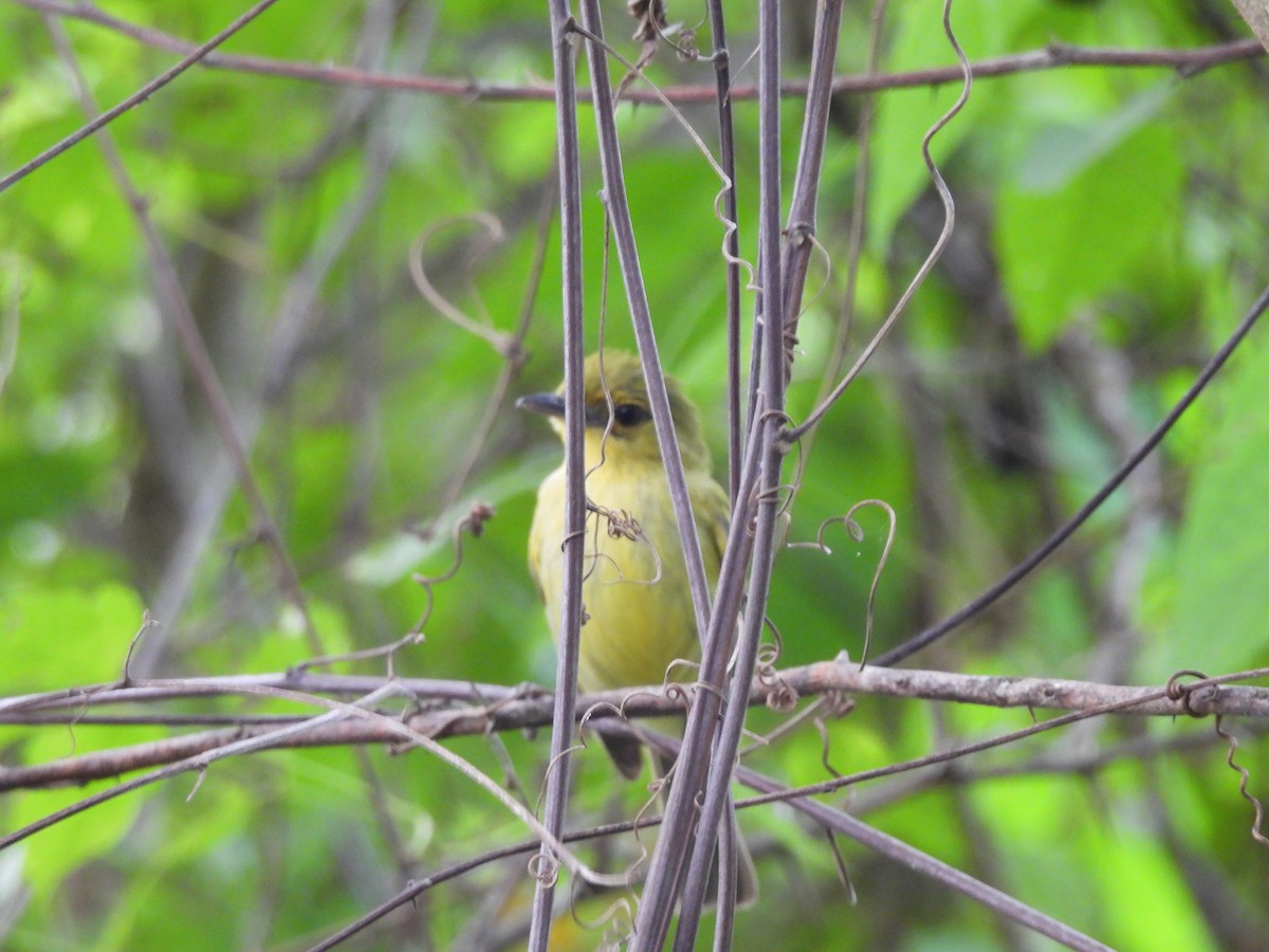 Ochre-lored Flatbill - Leandro Niebles Puello