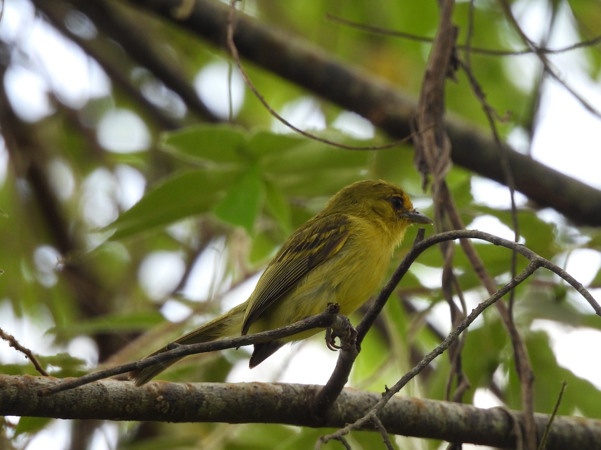 Tyranneau à poitrine jaune - ML620773904