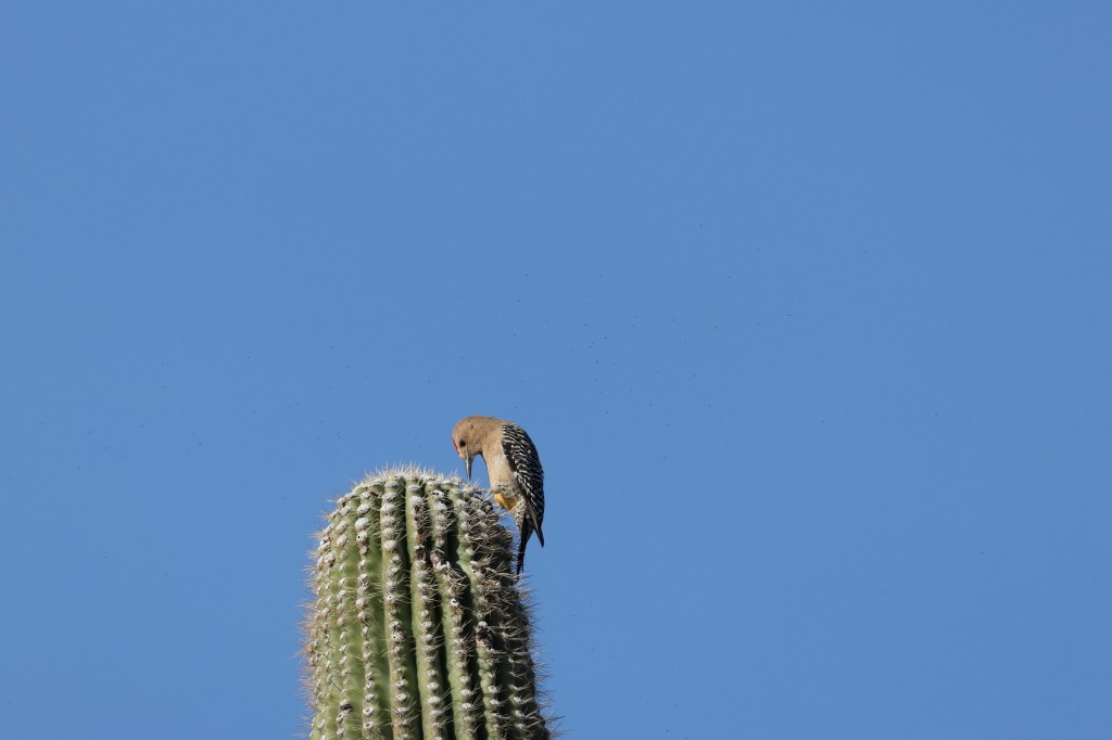 Gila Woodpecker - ML620773907